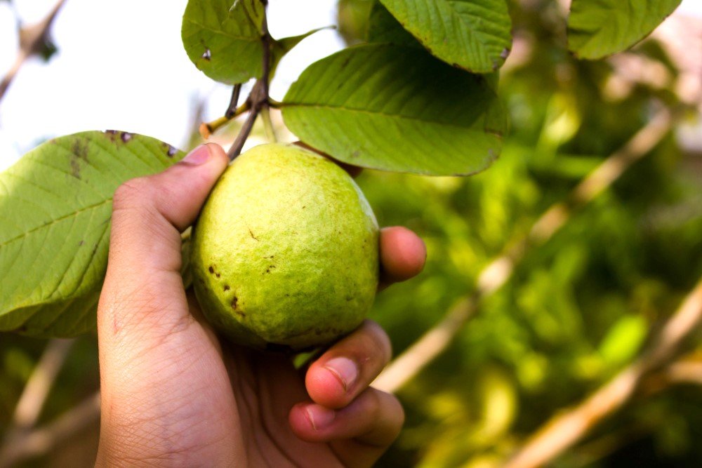 Guava