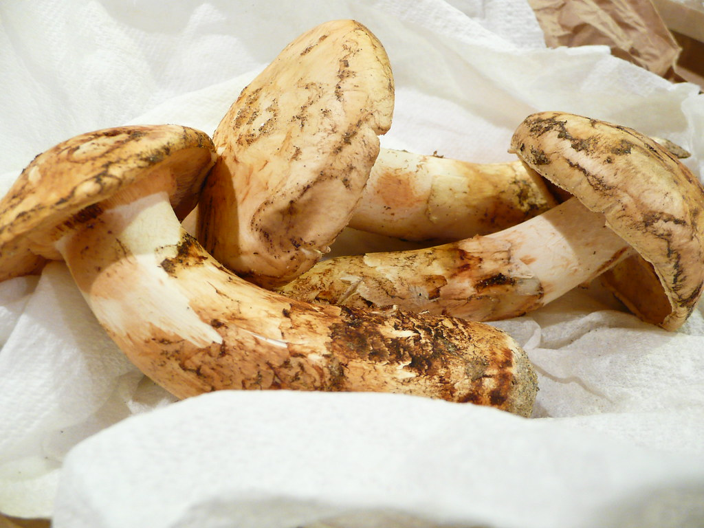 Matsutake Mushroom