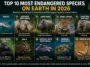 Top 10 Most Endangered Species